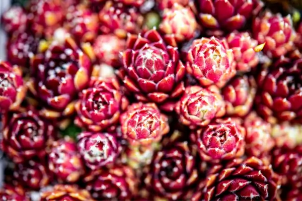 How to Build Resilience Through Micro-Wins Every Day